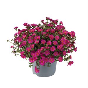 Afbeelding van Ej Portulaca P19 Purple